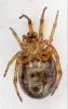 Steatoda nobilis